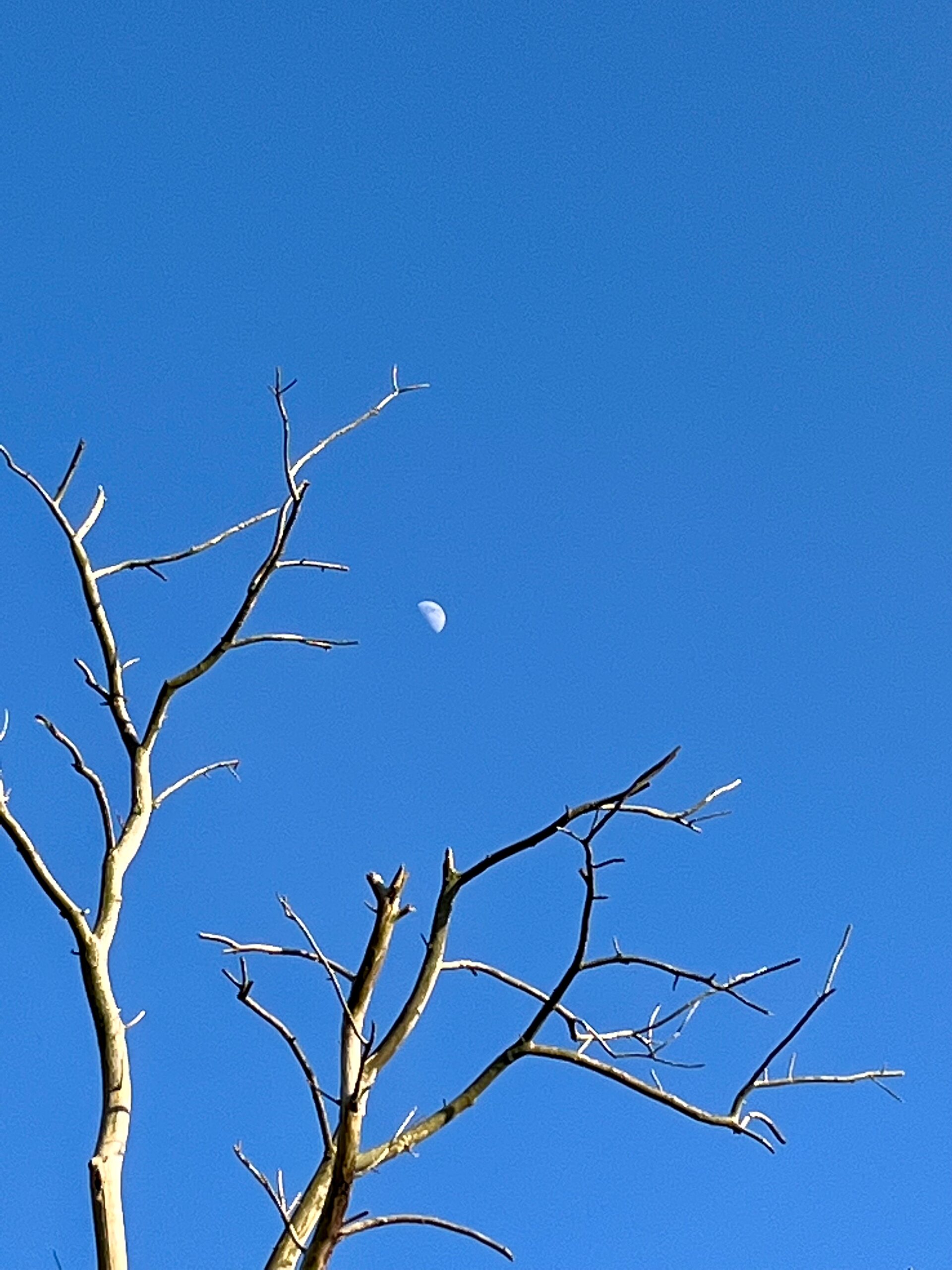 Bare branches of a tree reaching up into a clear blue sky, a half moon small between them.