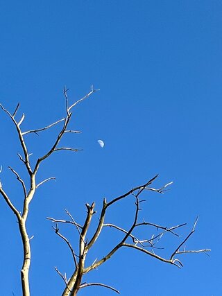 Bare branches of a tree reaching up into a clear blue sky, a half moon small between them.
