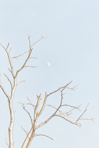 The same branches faded to a pale grey-blue, the sky almost white and the moon faint in it.