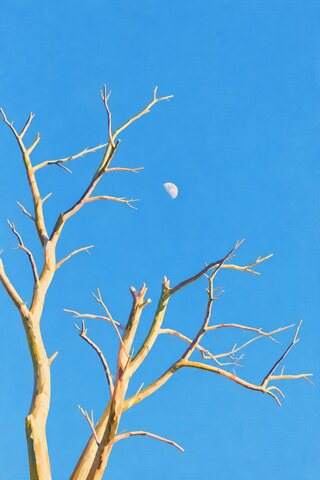 The same branches in flat colour, yellow and pink against an even blue, the moon a white circle.