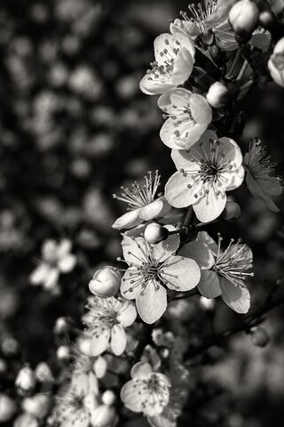 The same branch of blossom in black and white, the flowers pale against a dark blur.