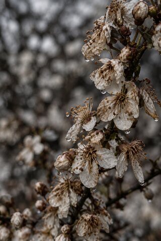 The same branch of blossom after rain, the petals browning and drops hanging from them.